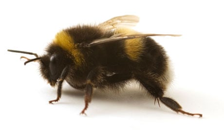 https://i.guim.co.uk/img/static/sys-images/Guardian/Pix/pictures/2010/7/30/1280511847507/A-Bumblebee-007.jpg?width=465&dpr=1&s=none
