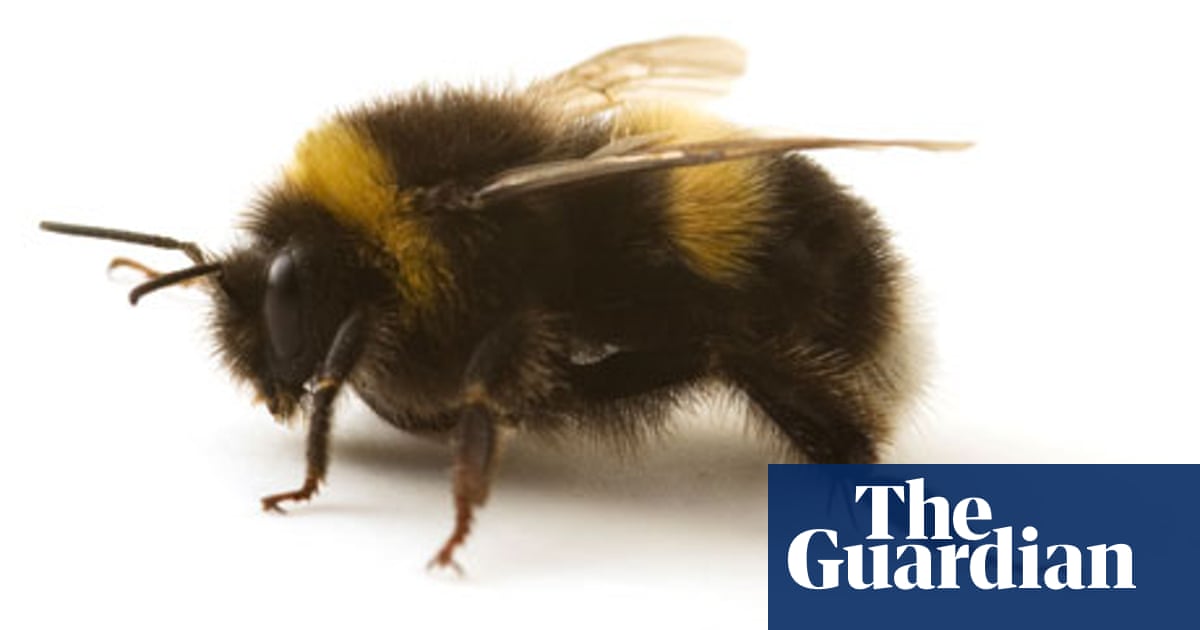 How The Humblebee Became The Bumblebee Environment The - 