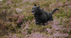 Grouse shooting : Gun dog runs a day before the opening of the grouse shooting season