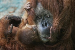 Week in wildlife: Rochale, a 41-year-old Sumatran Orangutan holds her new-born baby 