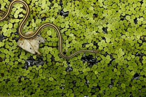 Week in wildlife: A ribbon snake is seen on salvinia in a cypress swamp in Barataria Preserve
