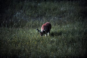 Week in wildlife: A white tail deer grazes among flowers at Devil's Tower National Monument