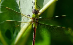 Week in wildlife: A Common Green Darner dragonfly 