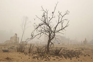 Week in wildlife: A burnt tree afterw wildfire , Laskovo, Russia