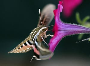 Week in wildlife: Hummingbird Hawk-moth