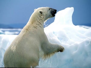 Week in wildlife: Polar bears