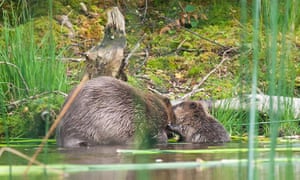Week in wildlife: Success for Scottish Beaver Trial