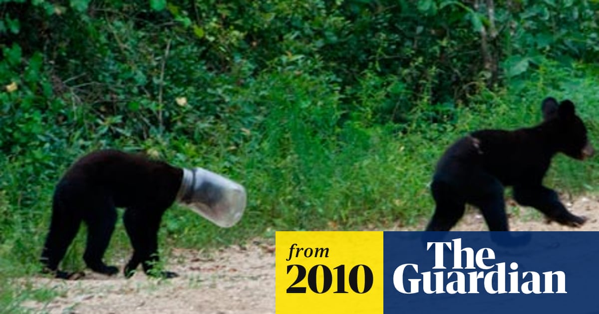 Rescuers Save Jarhead Bear Cub From Starvation Us News The Guardian Rescuers Save Jarhead Bear Cub From Starvation Us News The Guardian