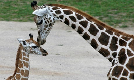 Rothschild giraffe added to 'red of endangered species | Endangered species The Guardian
