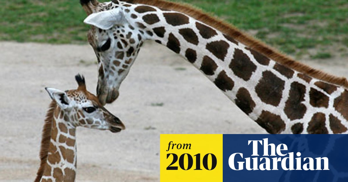 Rothschild giraffe added to 'red list' of endangered species | Endangered  species | The Guardian