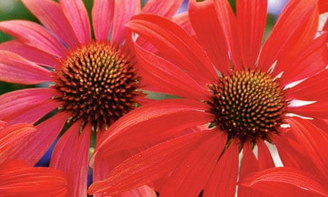 Plantofweek: Echinacea