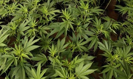 Cannabis farmers take up arms to defend crops in booming trade | Drugs ...
