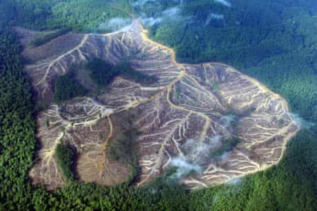 Eyewitness: Deforestation in Sumatra