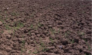 Alys Fowler: Green manures | Life and style | The Guardian