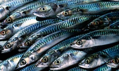 Britain prepares for mackerel war with Iceland and Faroe Islands