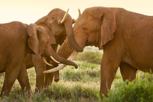 Orphaned elephants: David Sheldrick Wildlife Trust