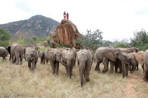 Orphaned elephants: David Sheldrick Wildlife Trust