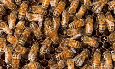 Honeybees in their hive.