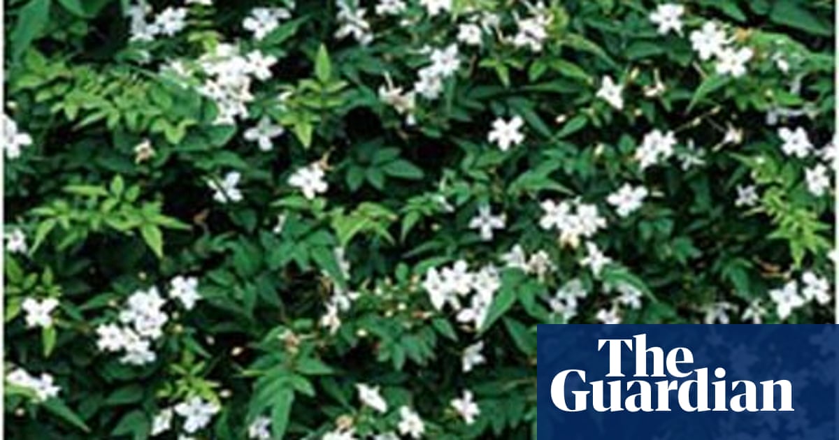 Stumped Is It Too Late To Attack Rundown Gardens Plus My Jasmine S Got No Flower Power Life And Style The Guardian