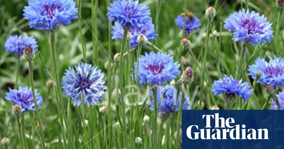 Gardens Cornflowers Gardens The Guardian