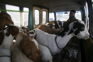 Sinabung volcano: A villager loads his goats into a van as he evacuates his village to flee