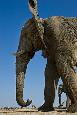 elephants: Elephants Photographed From Underground Bunker