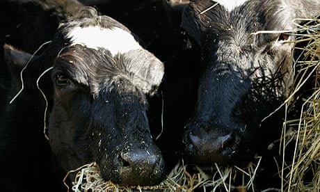 Scientists give all-clear for meat and milk from cloned cattle | Food safety | The Guardian Scientists give all-clear for meat and milk from cloned cattle | Food safety | The Guardian