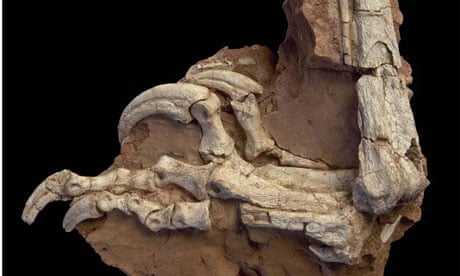 Dinosaur fossils found in Romania