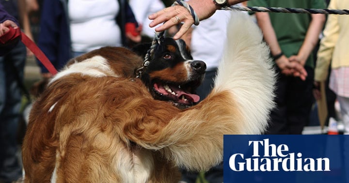 Guardian Camera Club: Andrew Rennison on pet photography | Art and ...
