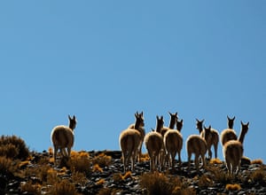24 hours in pictures: A herd of vicunas graze near the Laguna Caro Argentina
