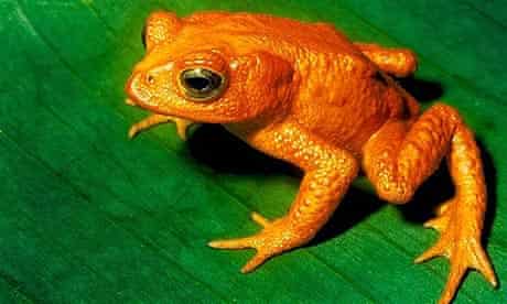 Search launched for 'lost' amphibians Wildlife The Guardian