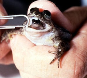 rarest of the rarest top 10 lost amphibians environment the
