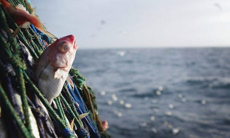 Fish: the forgotten victims on our plate, Peter Singer