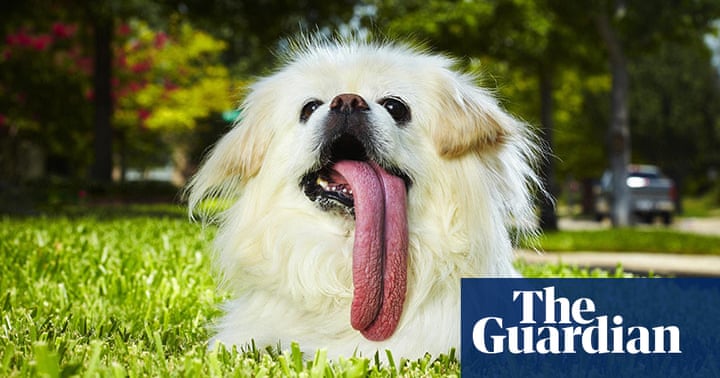 Record Breaking Animals World News The Guardian Record Breaking Animals World News The Guardian