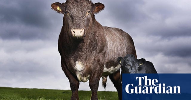 Record Breaking Animals World News The Guardian Record Breaking Animals World News The Guardian