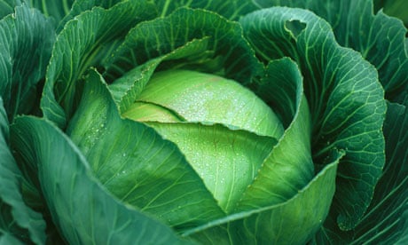 Food For Fort Cabbage Stew Butter Free Cake And Organic Dairy Farming Baking The Guardian Food For Fort Cabbage Stew Butter Free Cake And Organic Dairy Farming Baking The Guardian