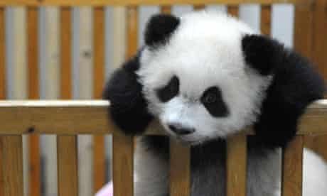 Baby Panda Born at Chengdu Giant Panda and Research Institute , China