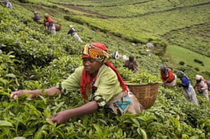 MDG: Photographs by Tim Smith exploring the origins of Yorkshire Tea in Rwanda