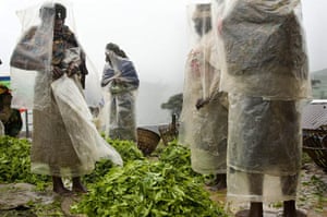 MDG: Photographs by Tim Smith exploring the origins of Yorkshire Tea in Rwanda