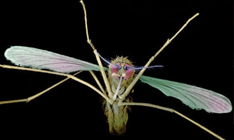 mosquito malaria notes and queries