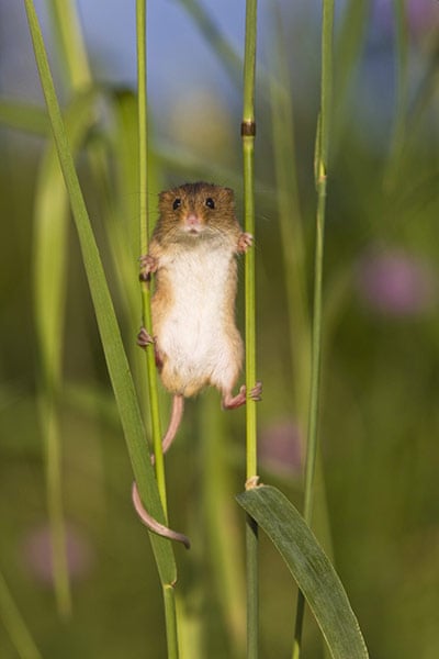 Harvest Mouse: A harvest mouse balancing between two stalks of grass