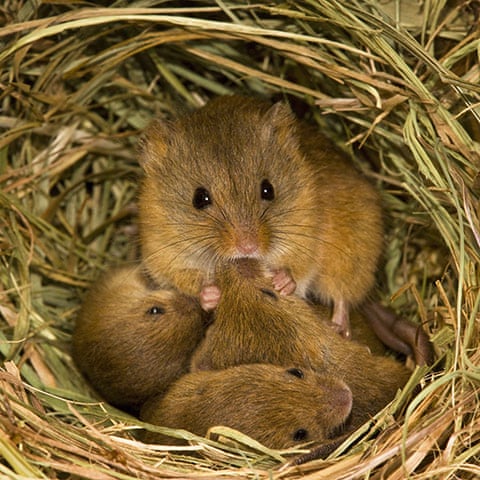 Image result for field mice on wheat stalks/images