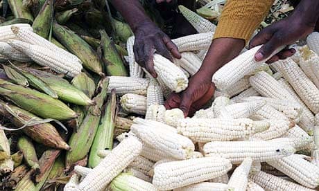 Food crisis: buyers pick maize