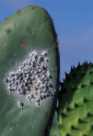 Extreme Insects by Richard Jones | Environment | The Guardian