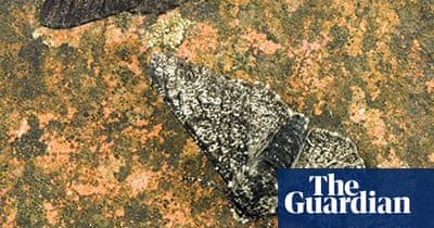 Extreme Insects by Richard Jones | Environment | The Guardian