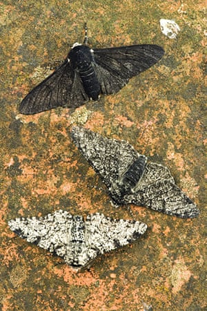 Extreme Insects by Richard Jones | Environment | The Guardian