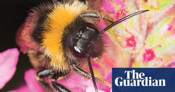 Extreme Insects by Richard Jones | Environment | The Guardian