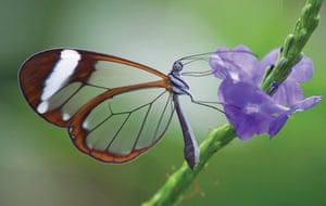 Extreme Insects by Richard Jones | Environment | The Guardian