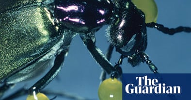 Extreme Insects by Richard Jones | Environment | The Guardian