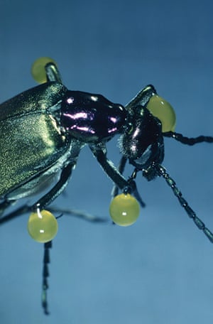 Extreme Insects by Richard Jones | Environment | The Guardian